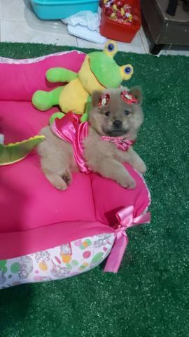 Chow chow fêmea ?? anão raridade olhos azul.?? - Foto 3