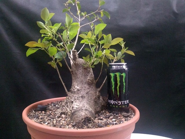 Pre bonsai ficus organensis 