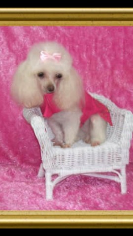 Fofinhos lindos de poodle toy 