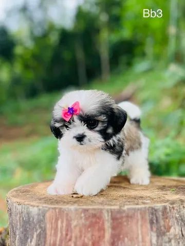 Shih Tzu micro europeu 