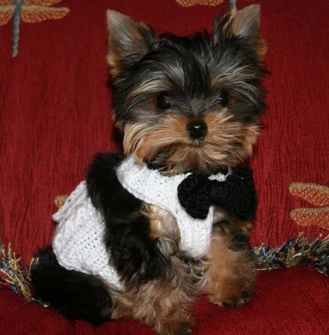 Yorkshire Terrier micros Baby Faces!