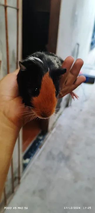 Porquinho da índia  - Foto 2