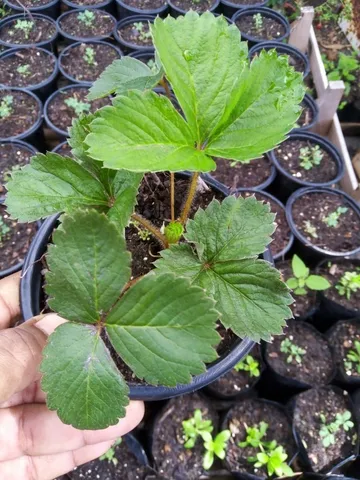 Mudas de Plantas para revenda