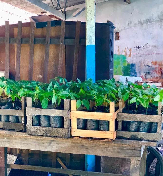 Mudas,Plantas ,adubo orgânico