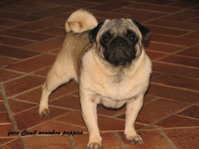 pug adquira hoje seu bebe entrega mediata !