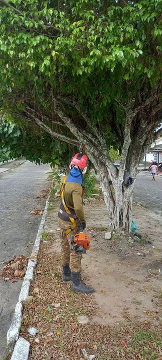 Poda de árvores limpeza de terreno - Foto 4