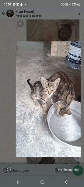 Quatro gatinhos fofinhos para doção! - Foto 3