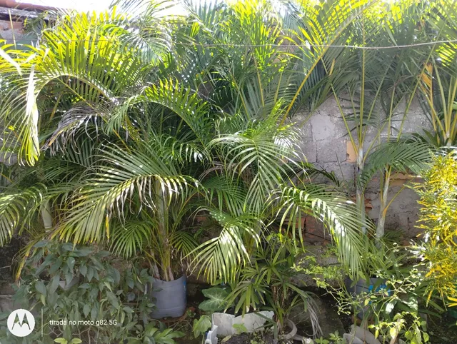 Colqueirinhos