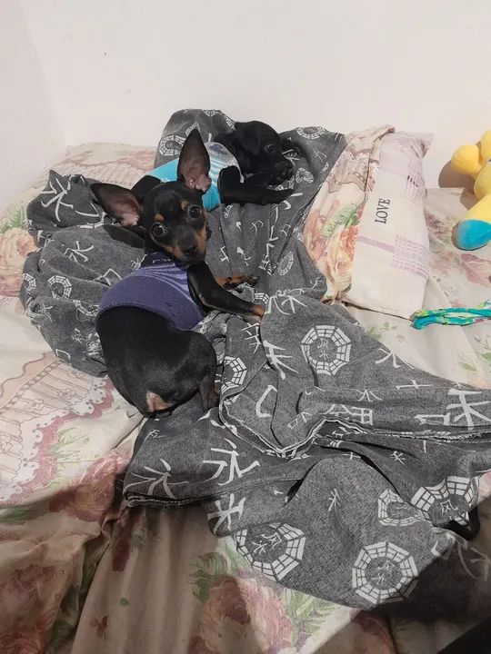 Casal de Pinscher  - Foto 3