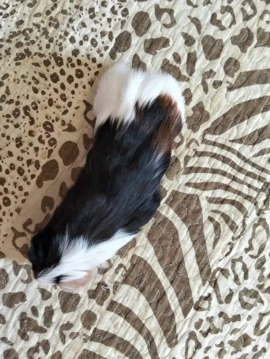 Porquinho da índia fofinho  - Foto 4