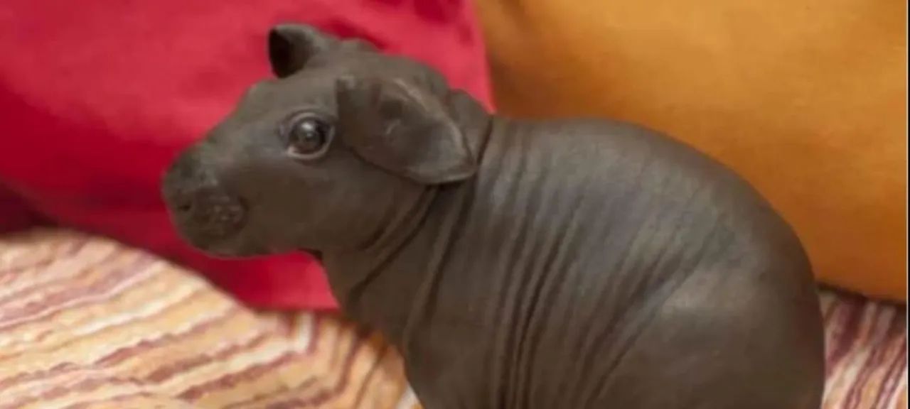 Porquinho da Índia Preto - Raro e Fofo