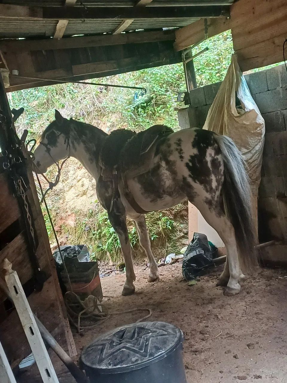 Cavalo criolo Oveiro - Foto 2