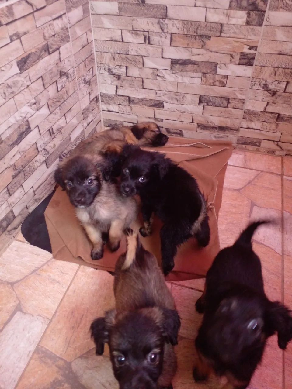 Filhotes de cachorro raça Markiesje com Golden 