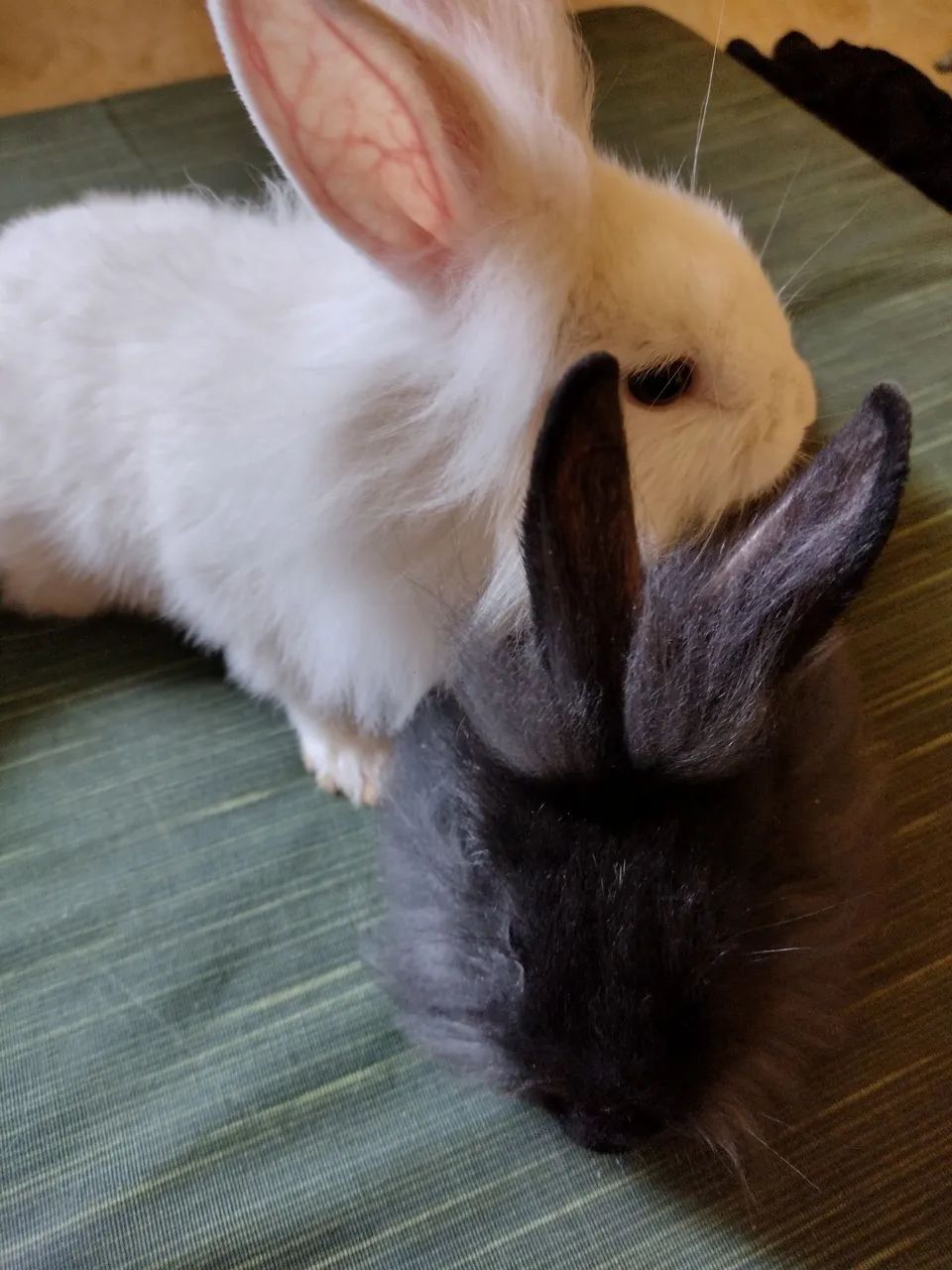 Filhotes de coelhos lion a venda