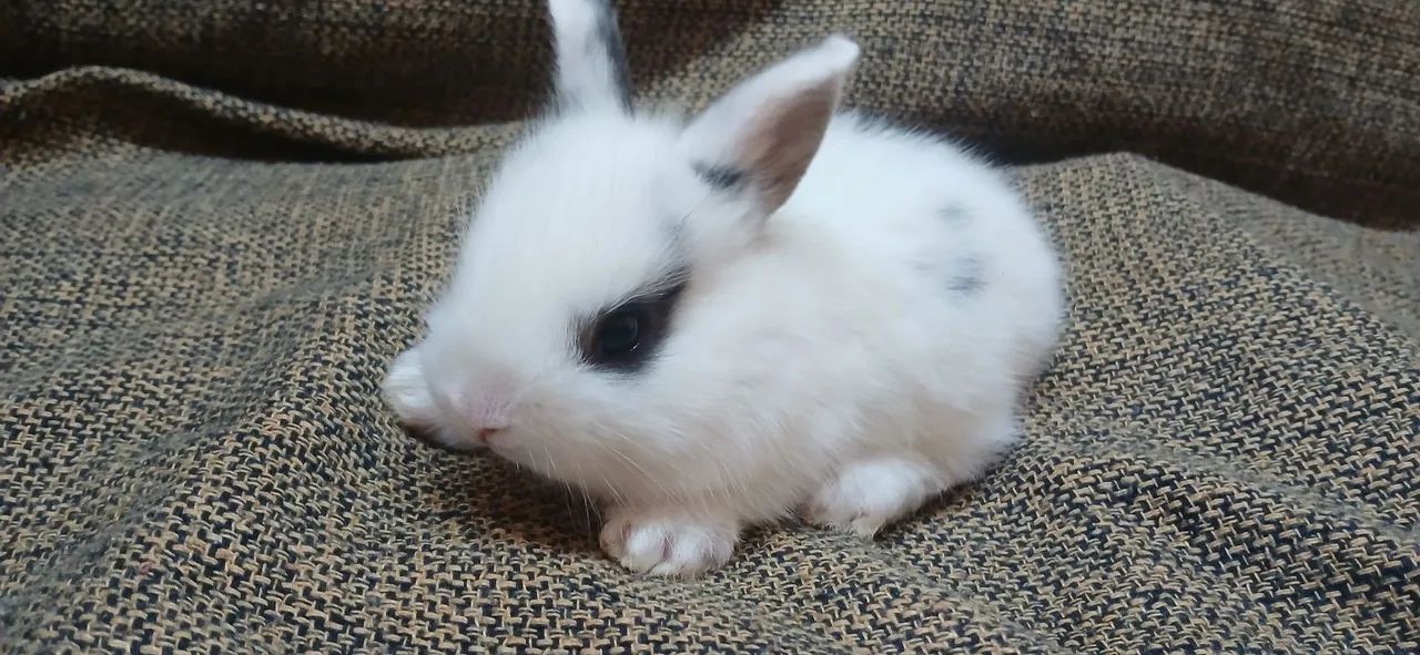 Mini coelho Hotot  - Foto 2