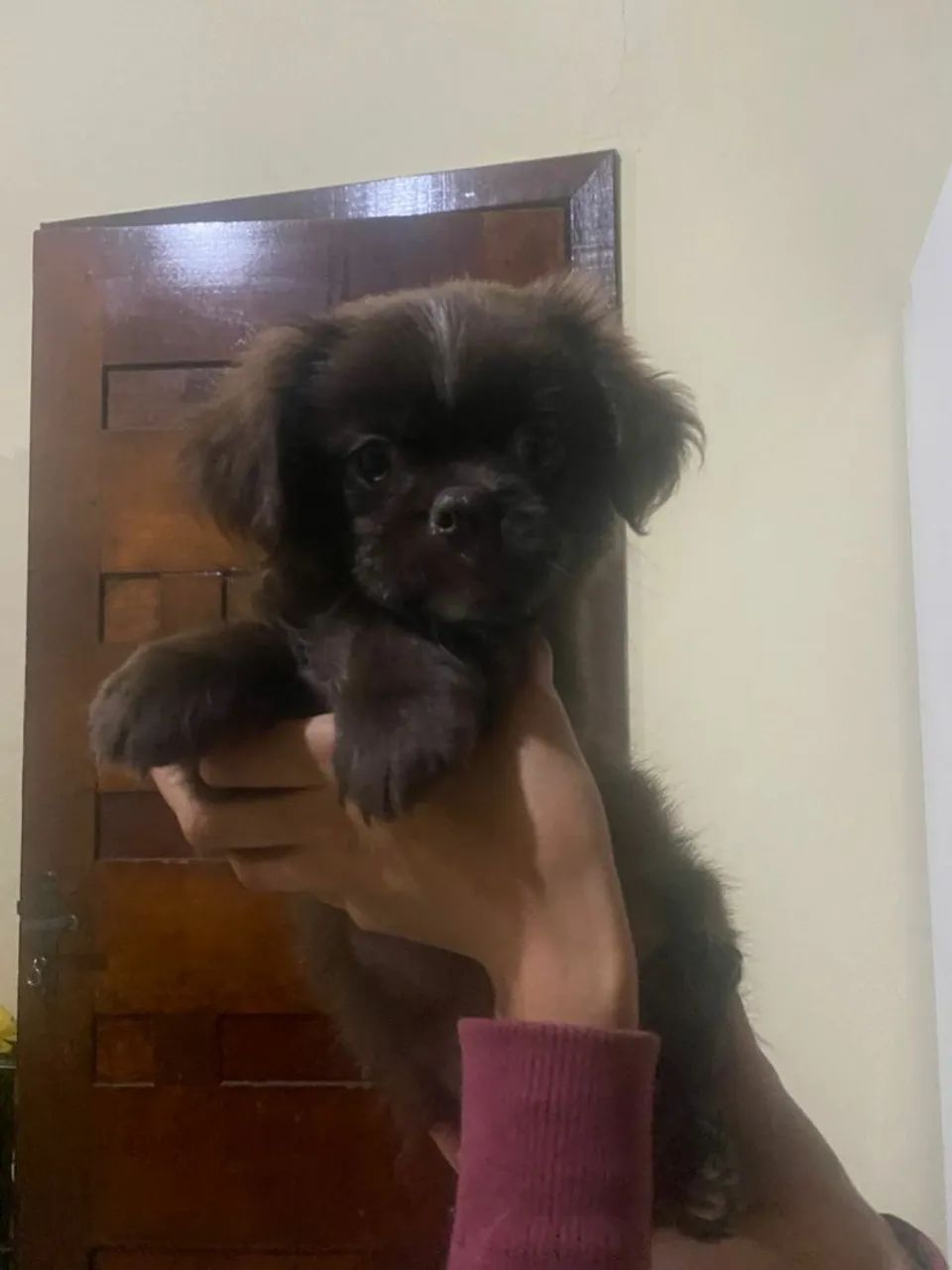 Filhote de Shih Tzu com lulu  - Foto 2