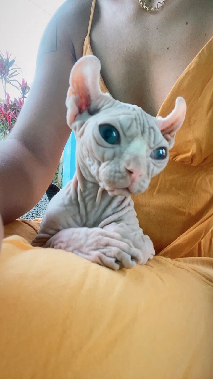 Sphynx - Foto 5