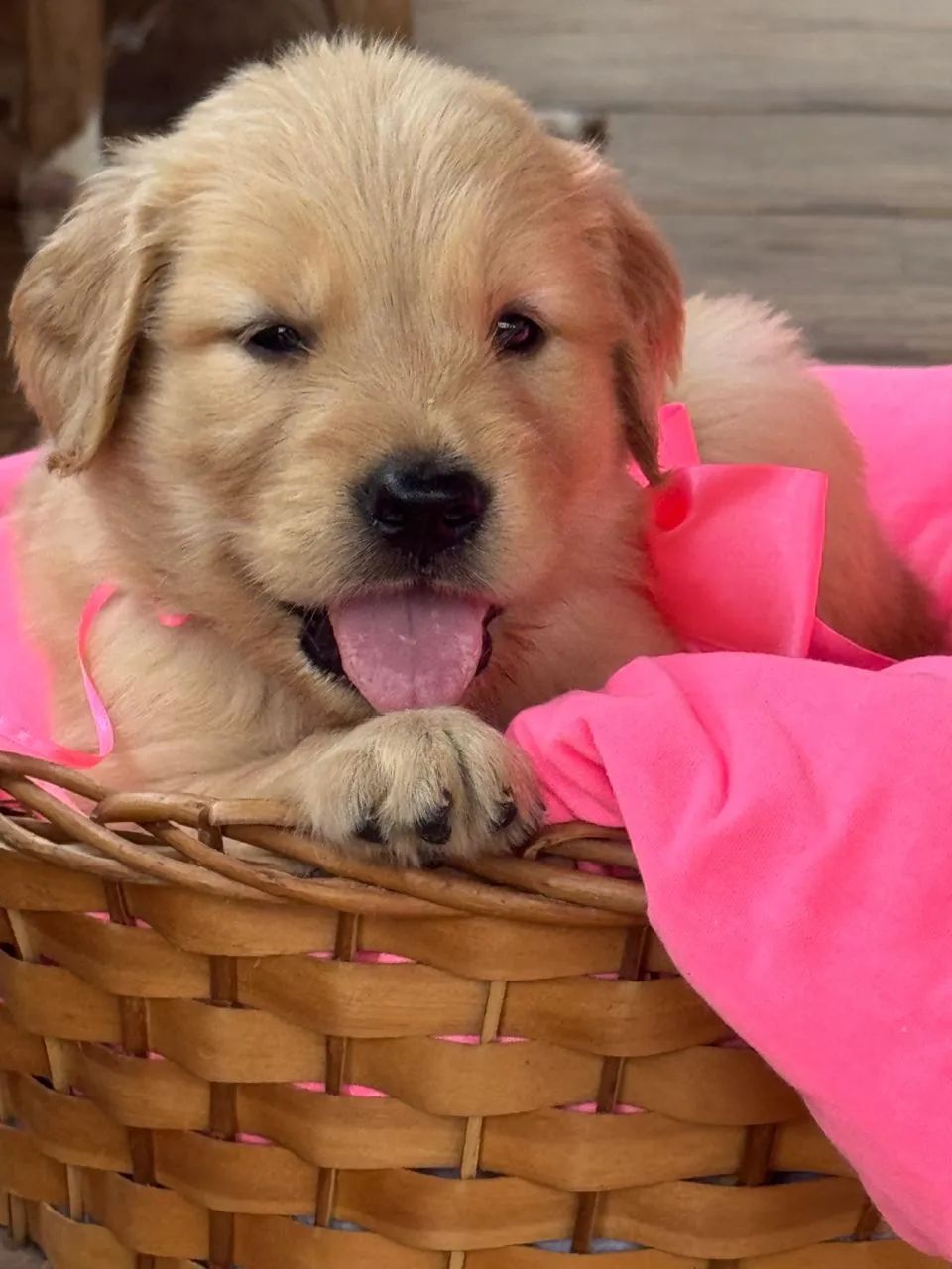 Filhotes de Golden Retriever - Foto 2