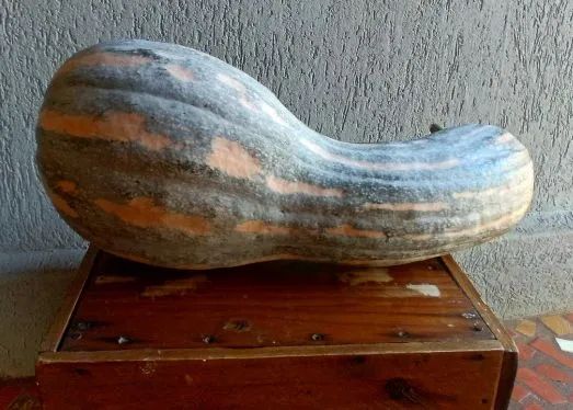 2 Abóboras Gigantes para Produção Rural - Foto 4