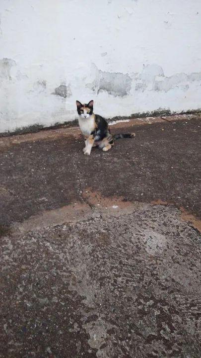 Gata Calico Adorável para Adoção - Foto 2