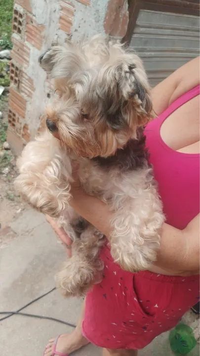 Procura uma namorada ? - Foto 4