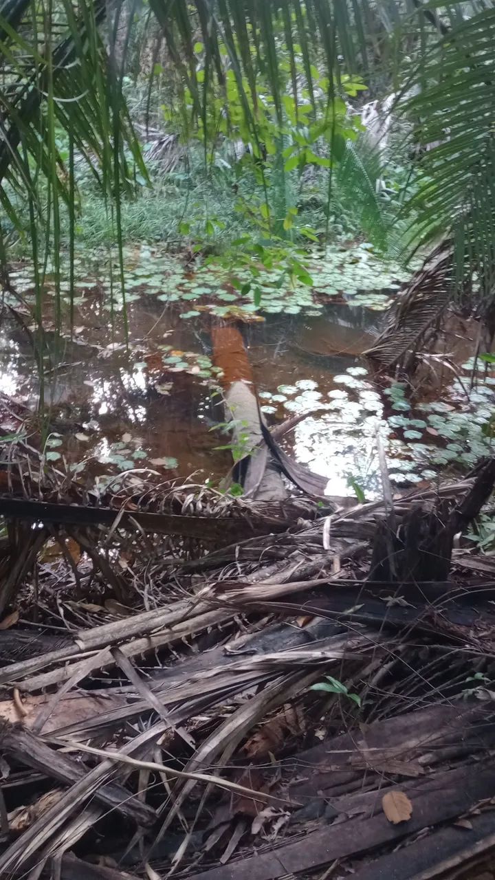 Fazenda 400 Ha Asfalto Energia Água Internet Região Desenvolvida - Foto 2