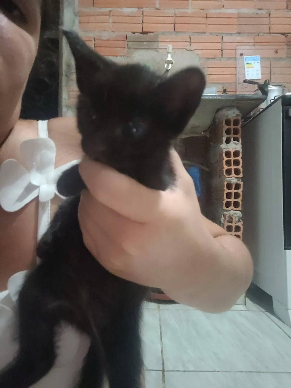 Gatinho preto 