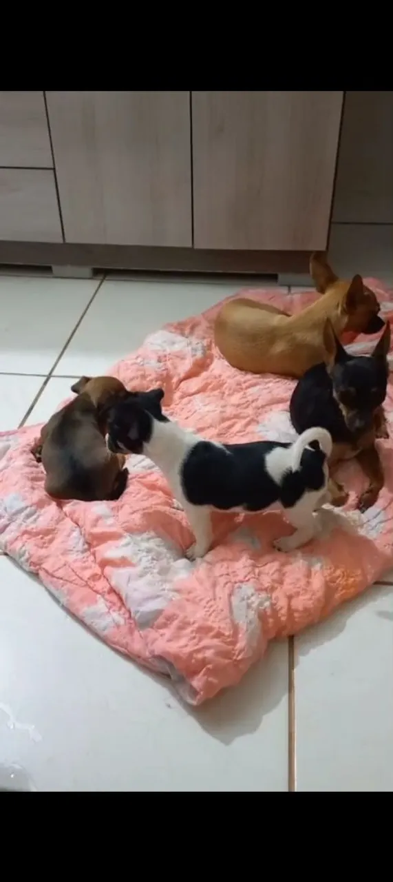 Filhotes de Pinscher