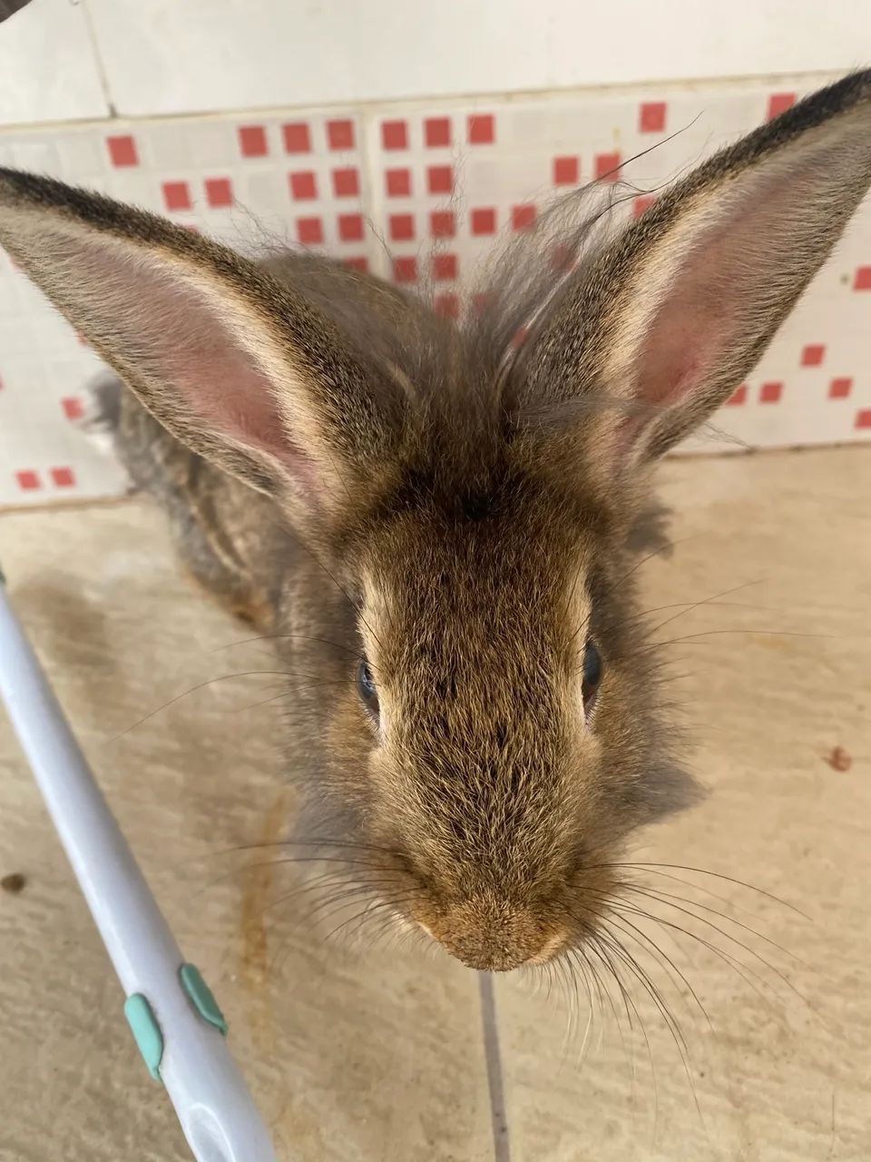 Vendo Coelhos Curicica  - Foto 4