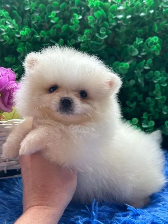 Spitz Alemão  - Foto 5