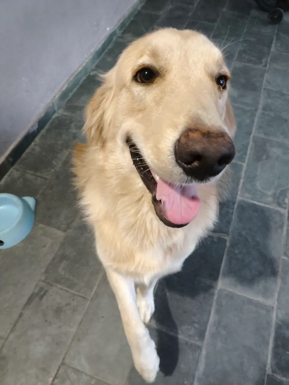 Golden Retriever Fofo e Carinhoso