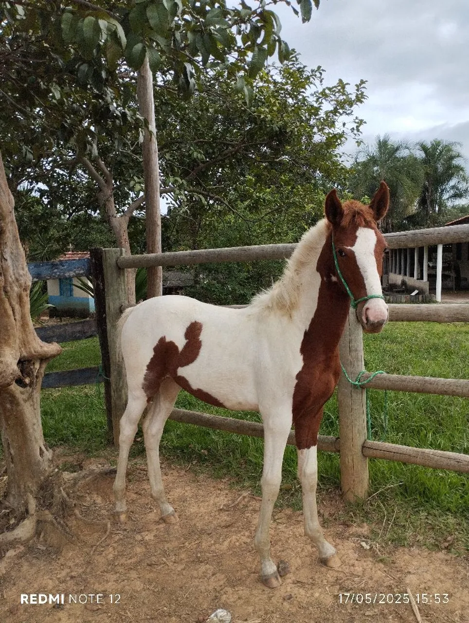 Potra mangalarga marchadora pura