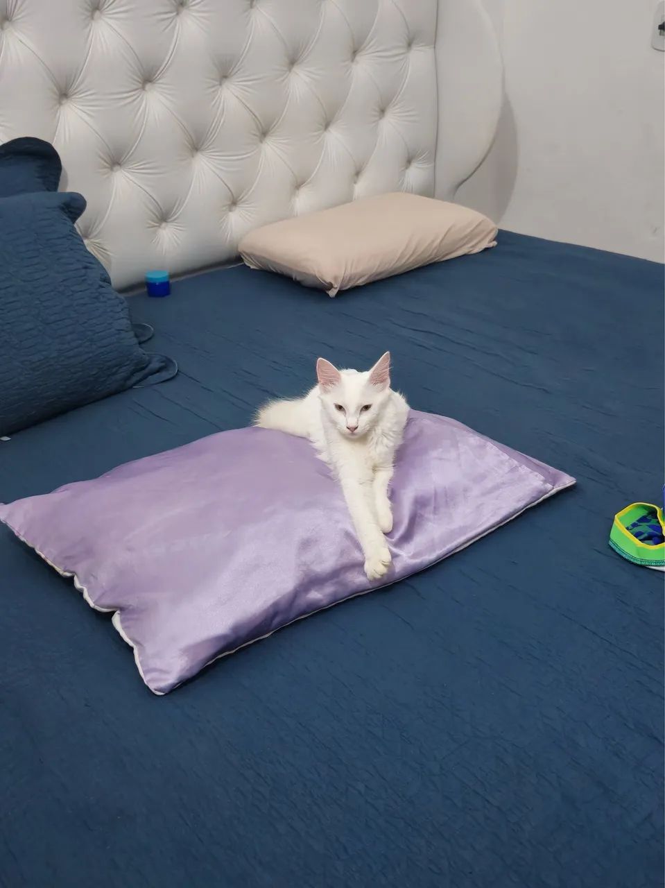 Gato angora  - Foto 2