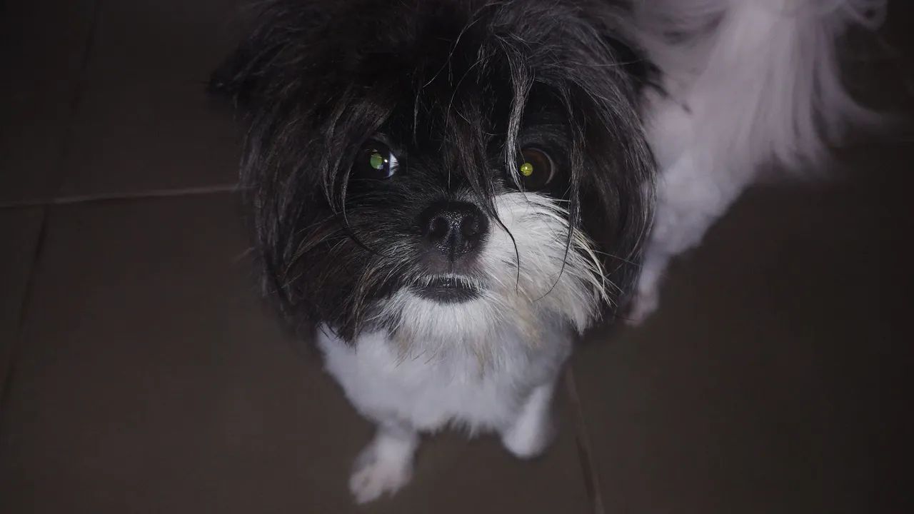 Shih Tzu fêmea 