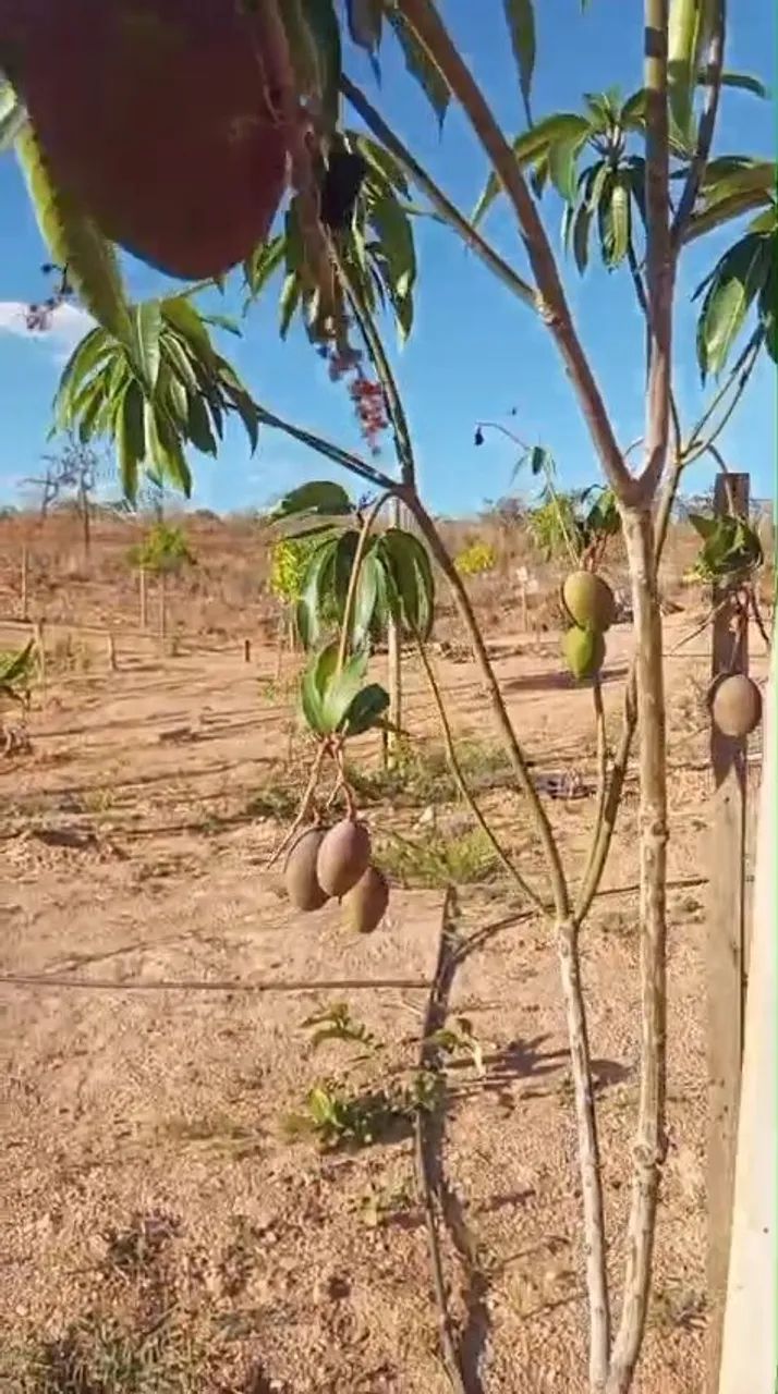 Chácara de mil metros joia do cerrado  - Foto 15
