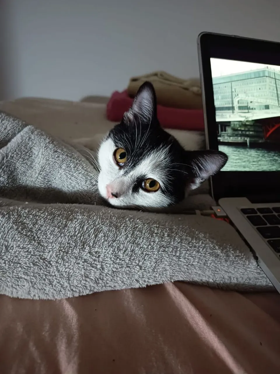 Gatinha fofa para adoção !!!!