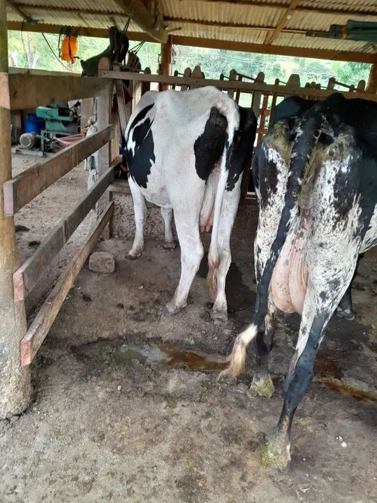 Vaca leiteira   - Foto 3