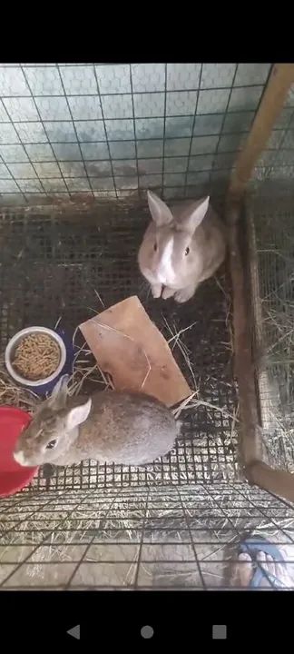 Dois coelhos fofinhos para doação adoção