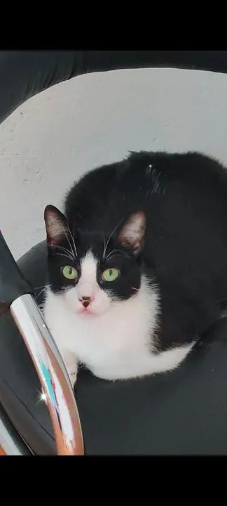 Gato Frajola  - Foto 2