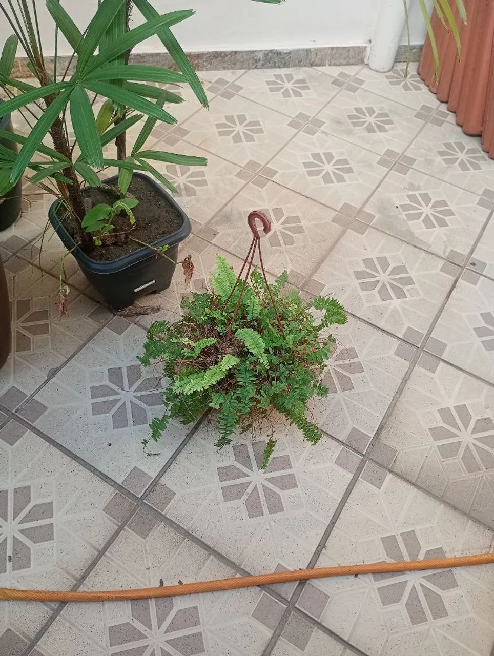 Planta samambaia
