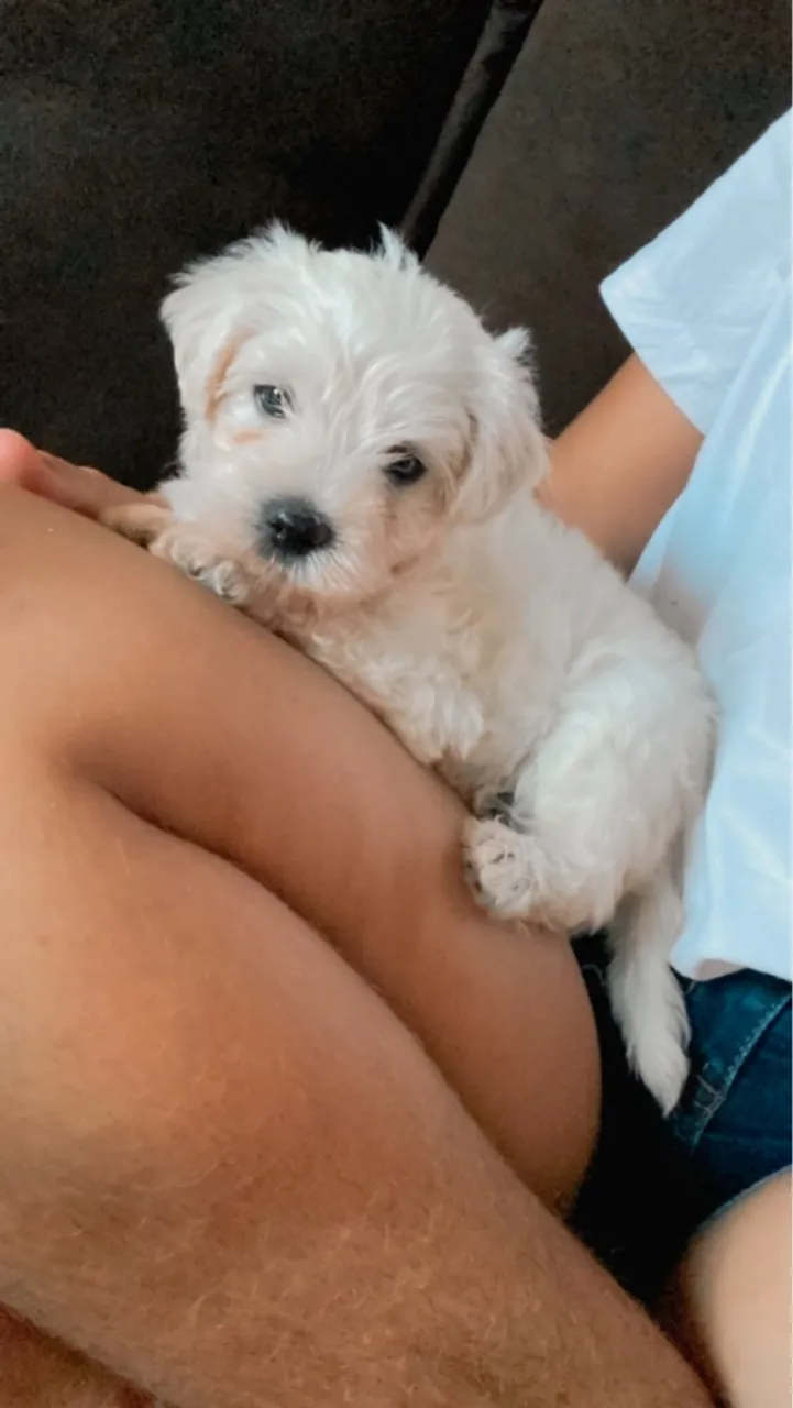 Vendo cachorra 200