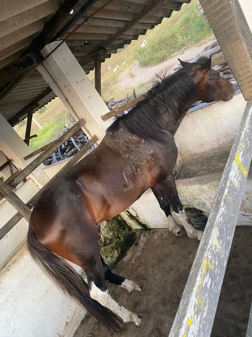 Mangalarga Marchador com Documento Cavalo de Marcha - Foto 4