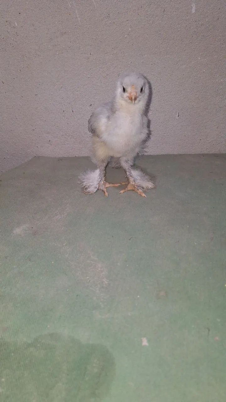 Pintinhos brahma - Foto 5