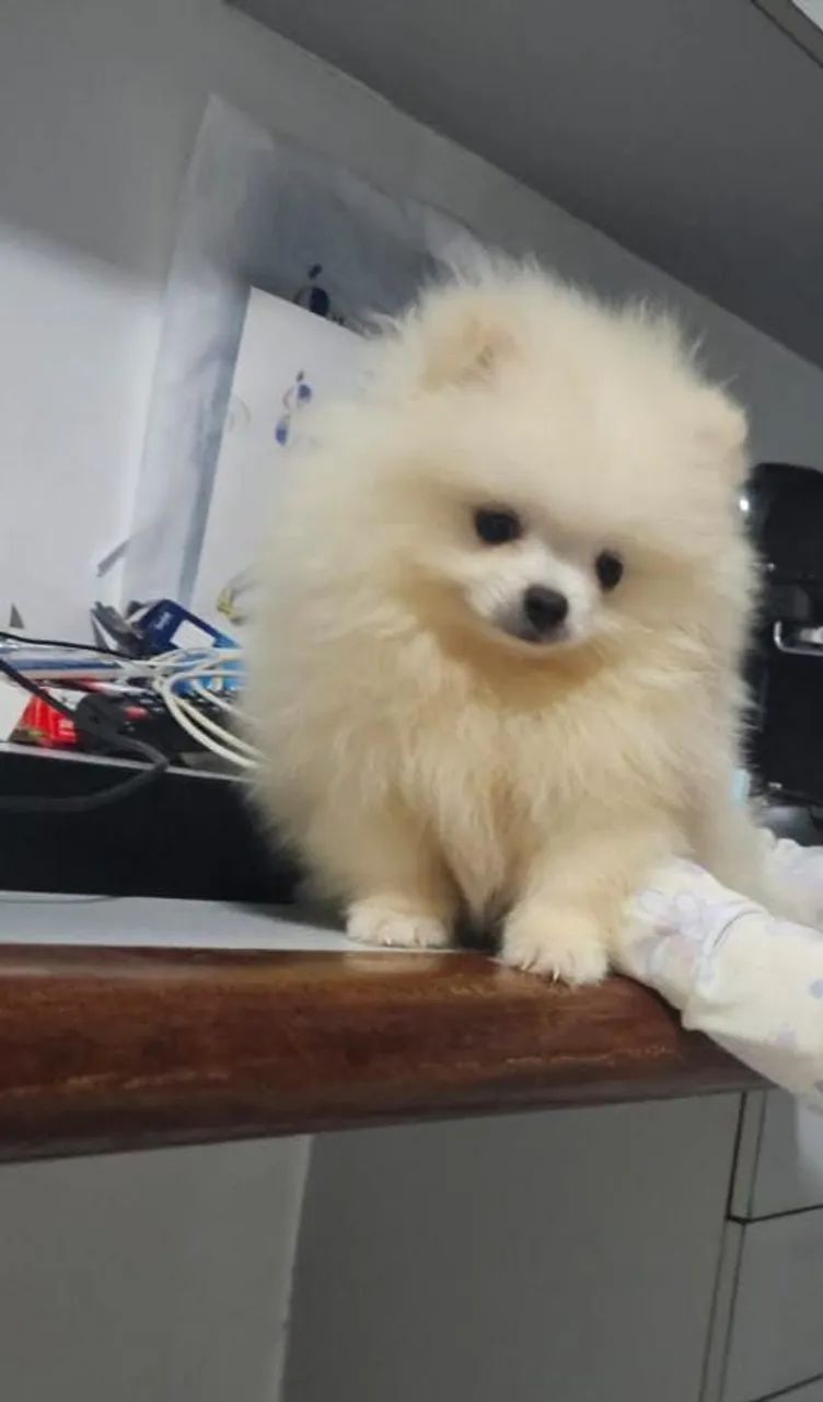 PROMOÇÃO - LULU DA POMERÂNIA BRANCO URSINHO 