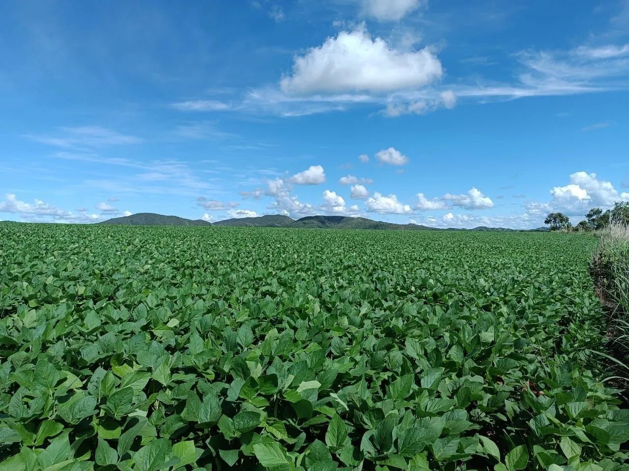 Fazenda 25 hectares 