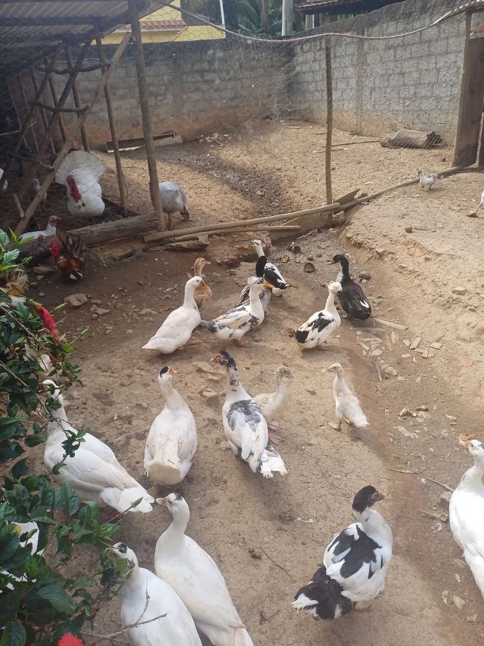 Marrecos e patos 