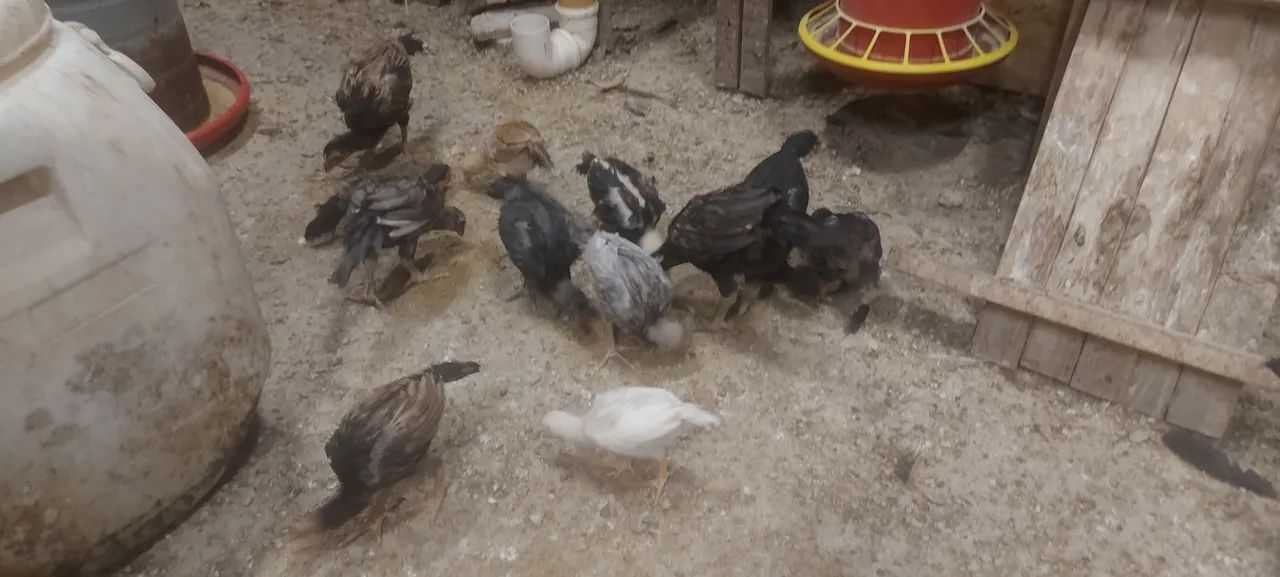 Pintinhos64650879047810123