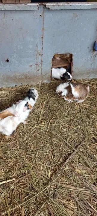 Porquinho da india - Foto 3