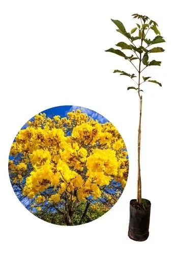 Mudas do ipê amarelo  - Foto 5