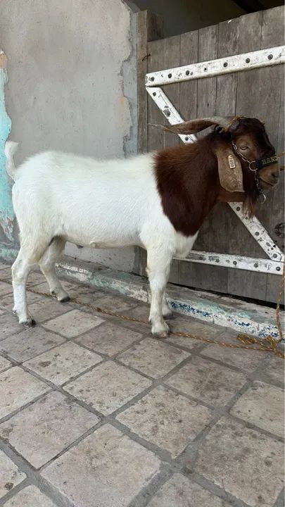 Bode Reprodutor Boer  - Foto 6